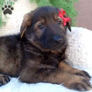 Jack, German Shepherd Puppy