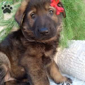 Jack, German Shepherd Puppy