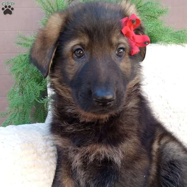 Jack, German Shepherd Puppy