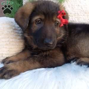 Jack, German Shepherd Puppy