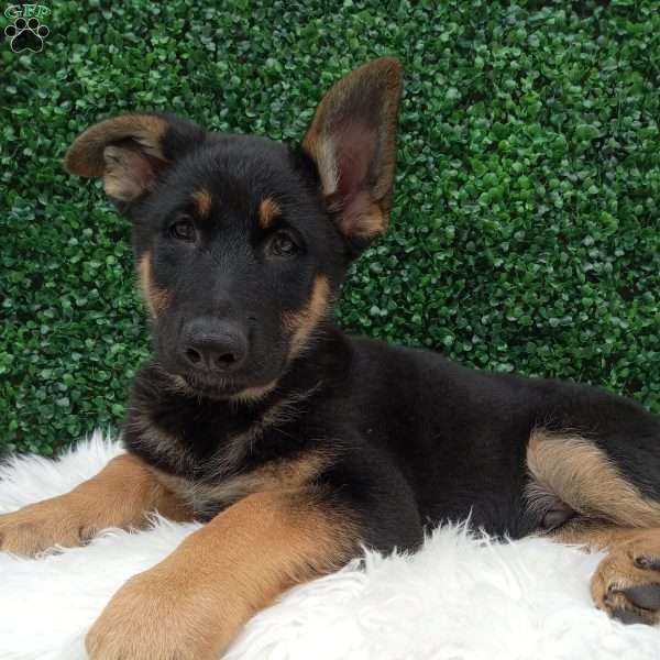 Bruno, German Shepherd Puppy