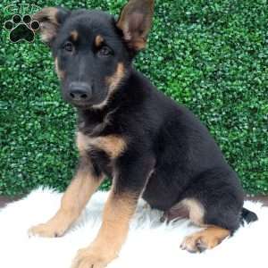 Bruno, German Shepherd Puppy