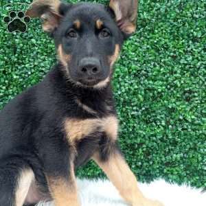Bruno, German Shepherd Puppy