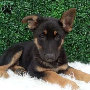 Bruno, German Shepherd Puppy