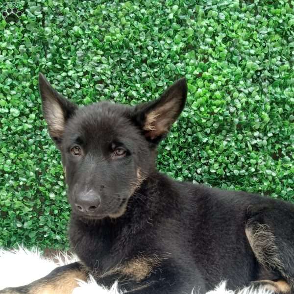 Zoey, German Shepherd Puppy