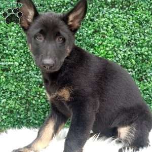 Zoey, German Shepherd Puppy