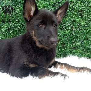 Zoey, German Shepherd Puppy