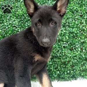Zoey, German Shepherd Puppy