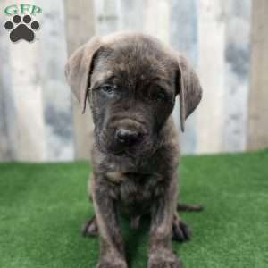 Snickers, English Mastiff Puppy