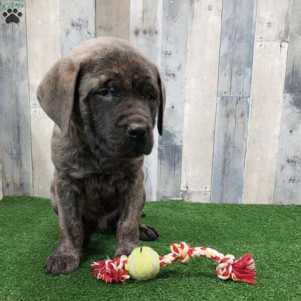 Snickers, English Mastiff Puppy