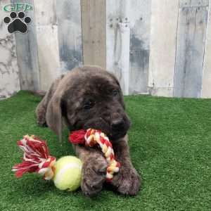 Snickers, English Mastiff Puppy