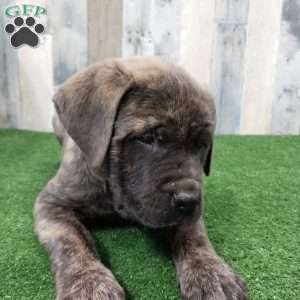Snickers, English Mastiff Puppy