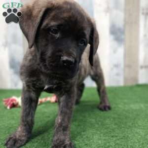 Sammy, English Mastiff Puppy