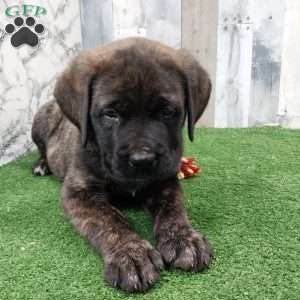 Sammy, English Mastiff Puppy