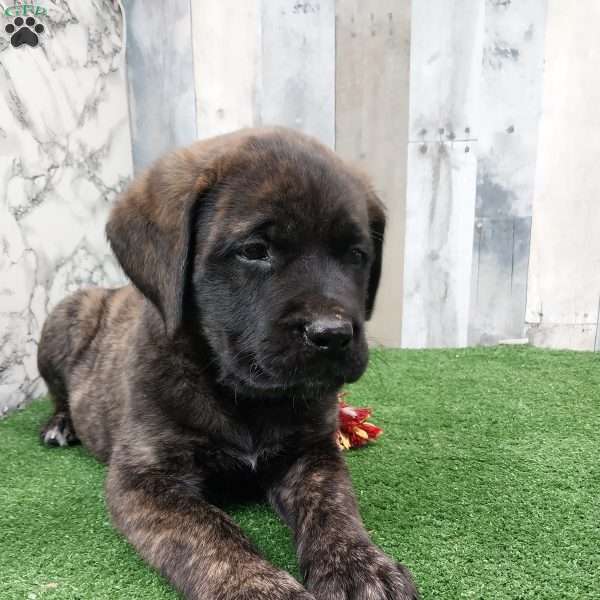 Sammy, English Mastiff Puppy