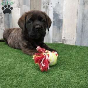 Sammy, English Mastiff Puppy