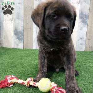 Sammy, English Mastiff Puppy