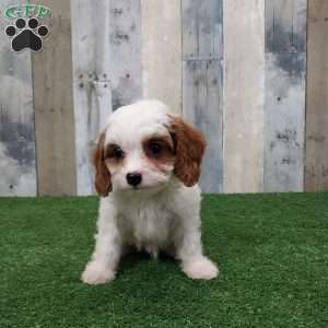 Josh, Cavapoo Puppy