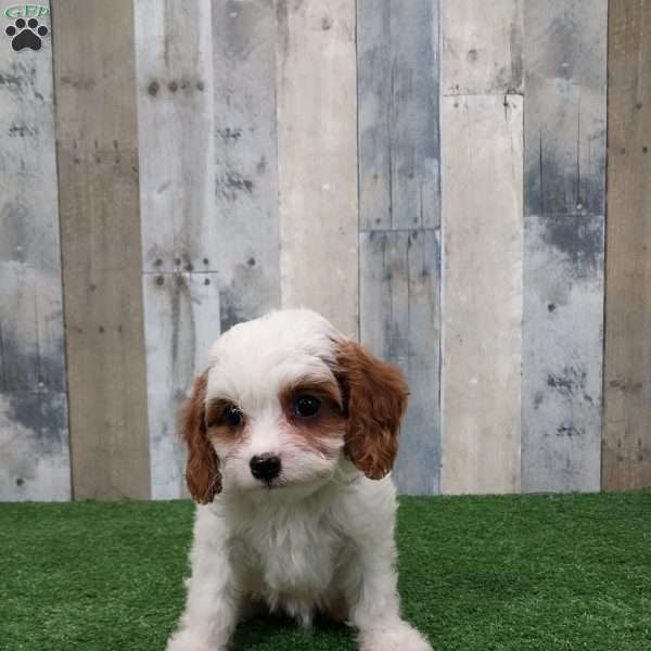 Josh, Cavapoo Puppy