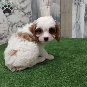 Josh, Cavapoo Puppy