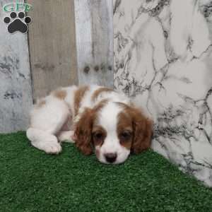 Jana, Cavapoo Puppy