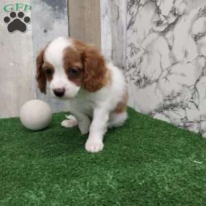Jana, Cavapoo Puppy