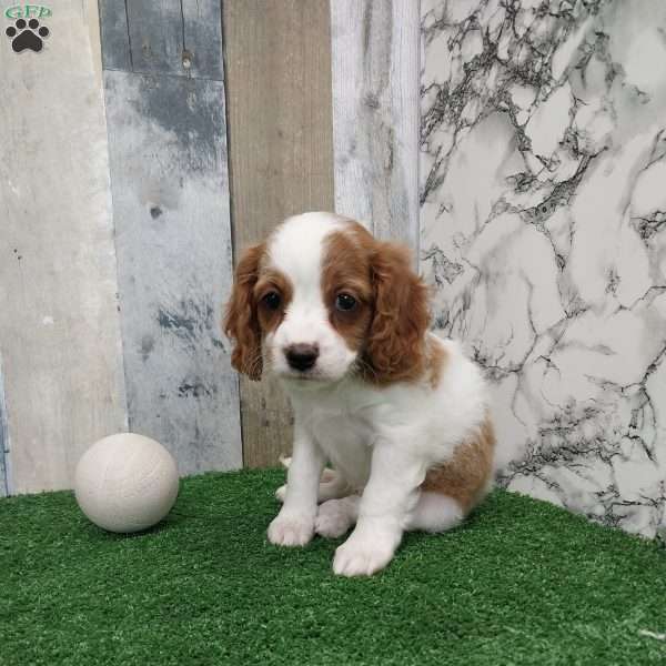 Jana, Cavapoo Puppy