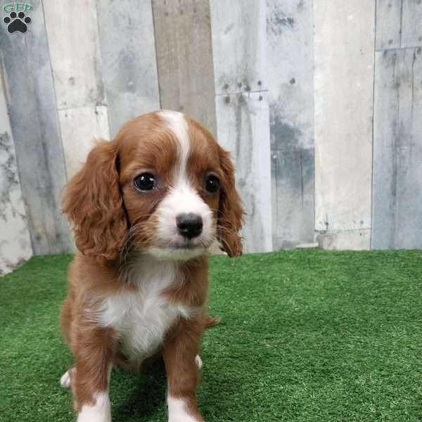Judy, Cavapoo Puppy