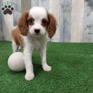 Jay, Cavapoo Puppy