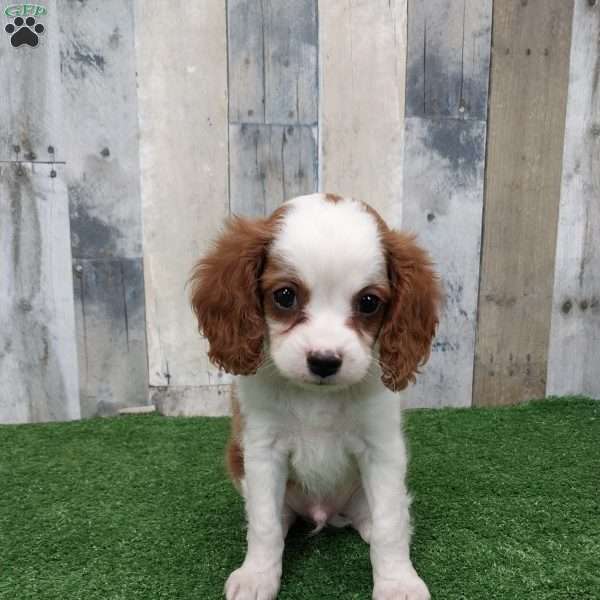Jay, Cavapoo Puppy