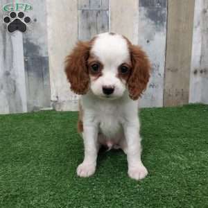 Jay, Cavapoo Puppy