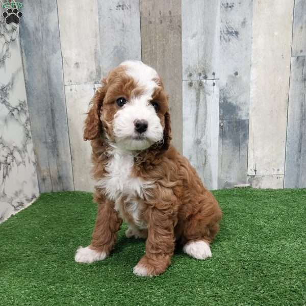 Isaac, Cavapoo Puppy