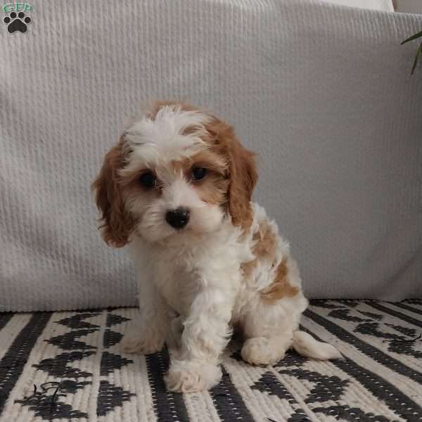 Hadassah, Cavapoo Puppy