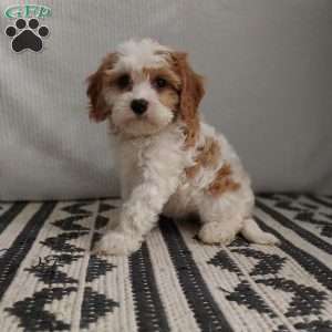 Hadassah, Cavapoo Puppy