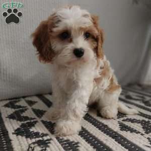 Hadassah, Cavapoo Puppy