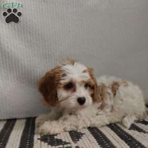 Hadassah, Cavapoo Puppy