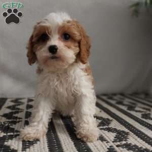Heidi, Cavapoo Puppy