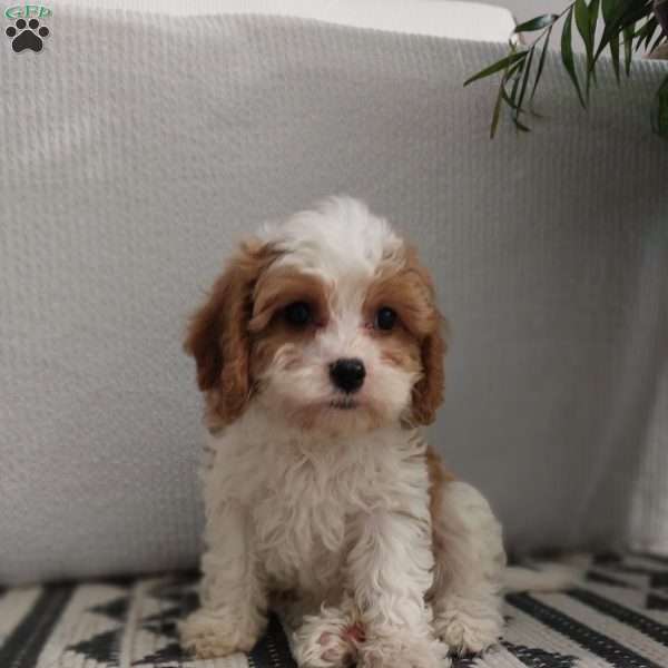 Heidi, Cavapoo Puppy