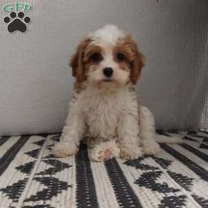 Heidi, Cavapoo Puppy