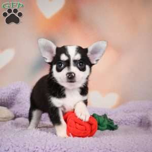 Mary Jo, Chihuahua Puppy