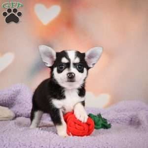Mary Jo, Chihuahua Puppy