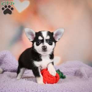 Mary Jo, Chihuahua Puppy