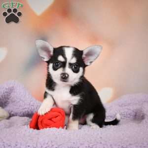 Mary Jo, Chihuahua Puppy