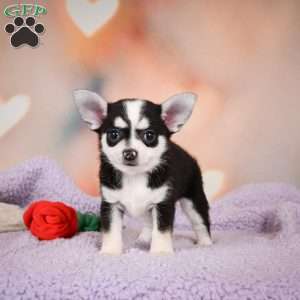 Mary Jo, Chihuahua Puppy
