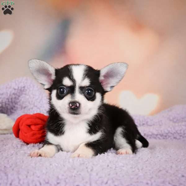 Mary Jo, Chihuahua Puppy