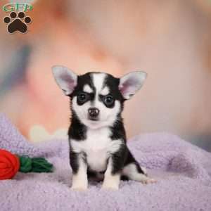 Mary Jo, Chihuahua Puppy