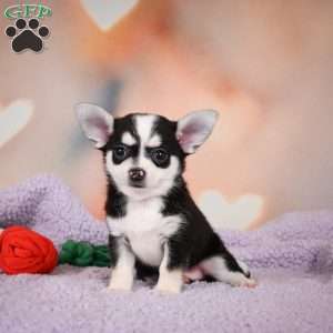 Mary Jo, Chihuahua Puppy