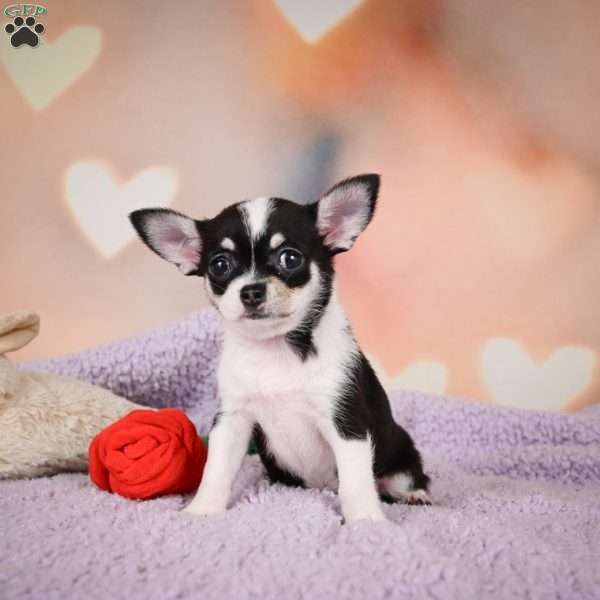 Mabel, Chihuahua Puppy