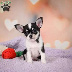 Mabel, Chihuahua Puppy