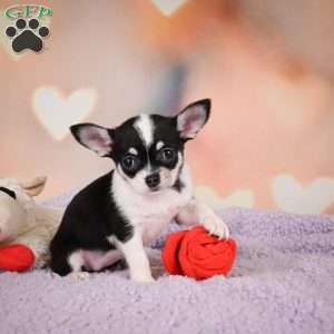 Mabel, Chihuahua Puppy